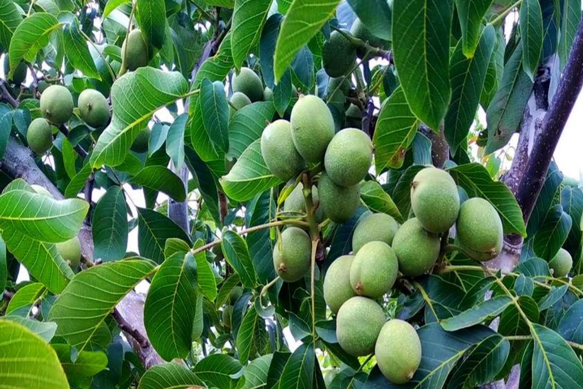 سه رقم گردو که در هکتار بالای ۱۰ تن باردهی دارد