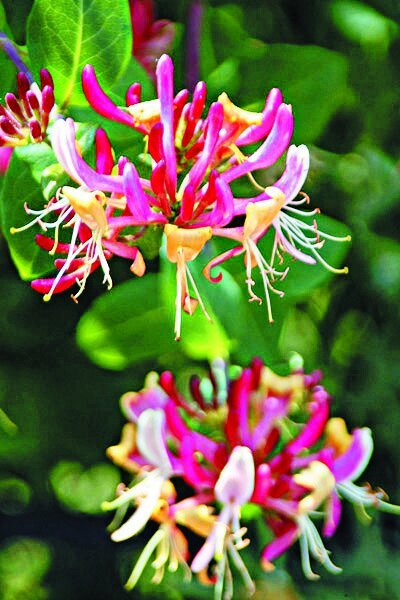 تهران قدیم| سوغات منشی ناصرالدینشاه برای تهرانیها