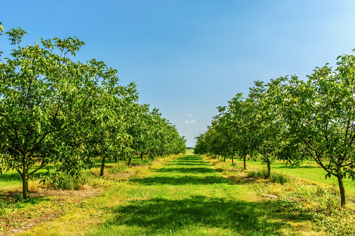 از یک هکتار زمین چقدر میتوان درآمد داشت؟