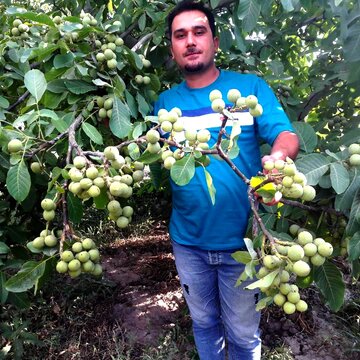 نهالستان های مجوزدار میاندوآب رو بشناسید