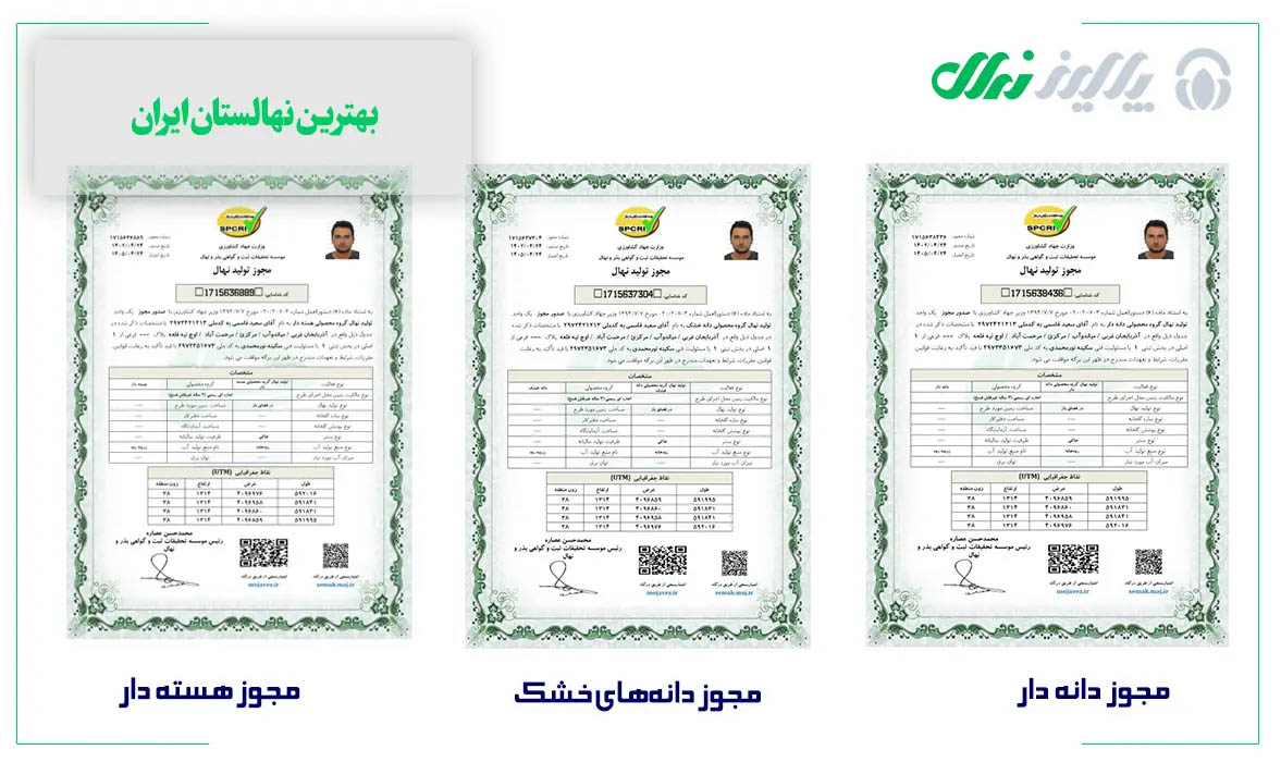 خرید نهال گردو پیوندی و لیبل دار «۱۴۹ هزار تومان»