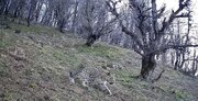 گشت و گذار پلنگ ایرانی در جنگل های هیرکانی املش