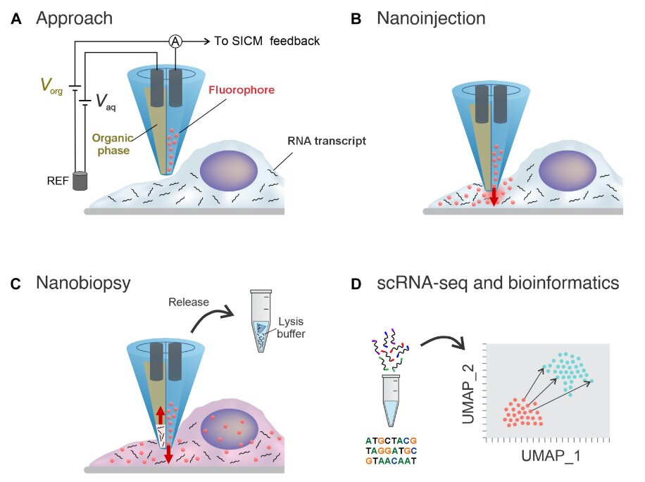 درمان سرطان با سوزنی ۵۰۰ برابر نازک تر از موی انسان