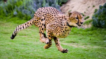 چه شد که یوزپلنگ‌ها سریع‌ترین حیوانات روی زمین شدند؟