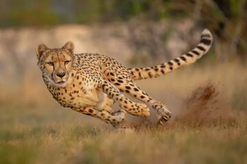 cheetah-.jpg