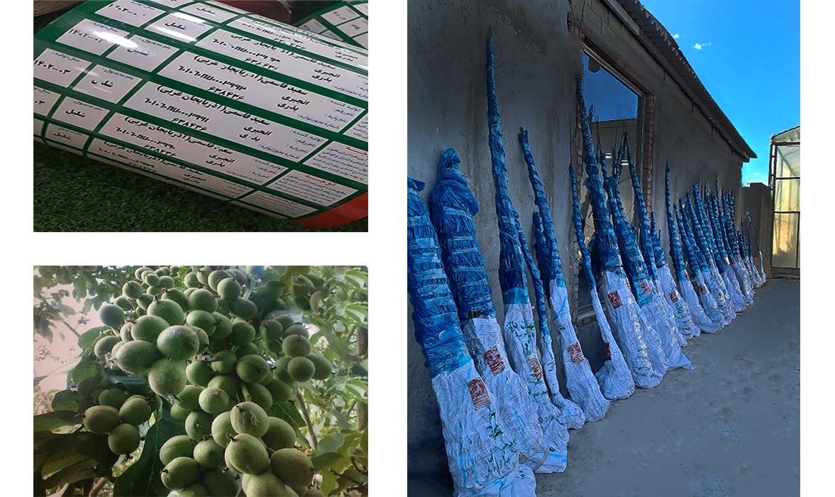 کدام ارقام نهال بادام ۵۰ کیلو بار میدهد؟