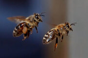 ببینید | حمله دسته‌جمعی زنبورها وسط مسابقه حساس تنیس!