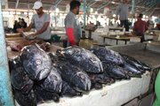 عرضه مستقیم ماهی در بازار صادقیه بندرعباس