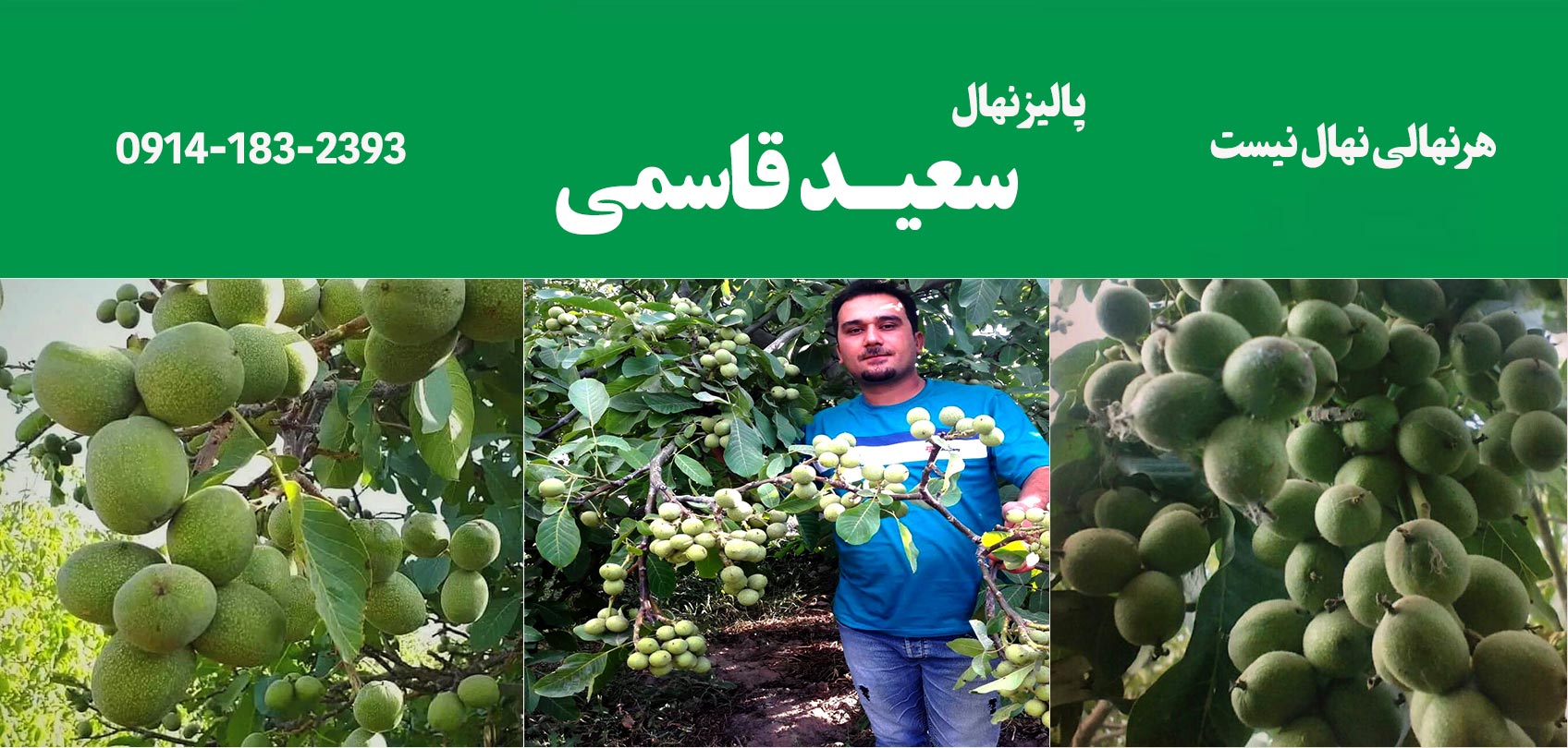رکورد باردهی ۱۰ هزار گردو از یک درخت