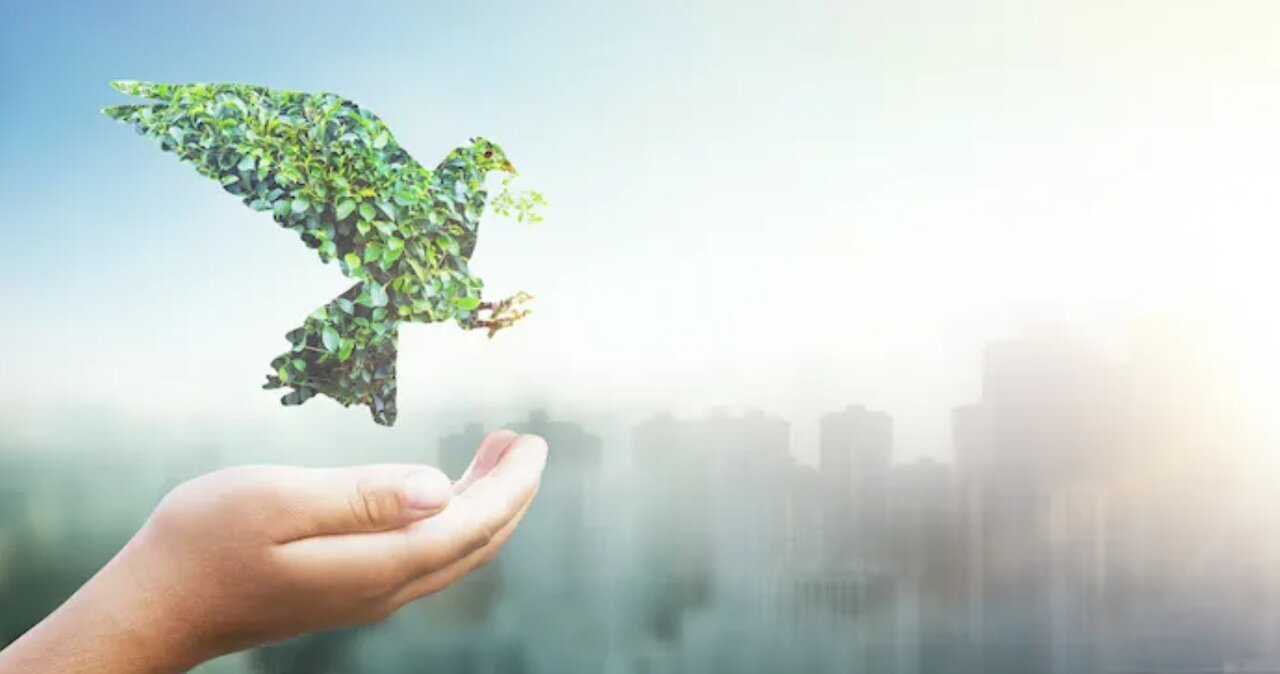 اگر میخواهید در سال جدید یک دوستدار واقعی محیطزیست باشید...