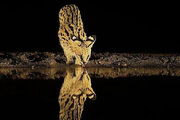 ببینید | آب خوردنِ محتاطانه گربه دشتی افریقایی در شب هنگام!