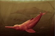 دلفینی غول‌پیکر در آمازون پیدا شد