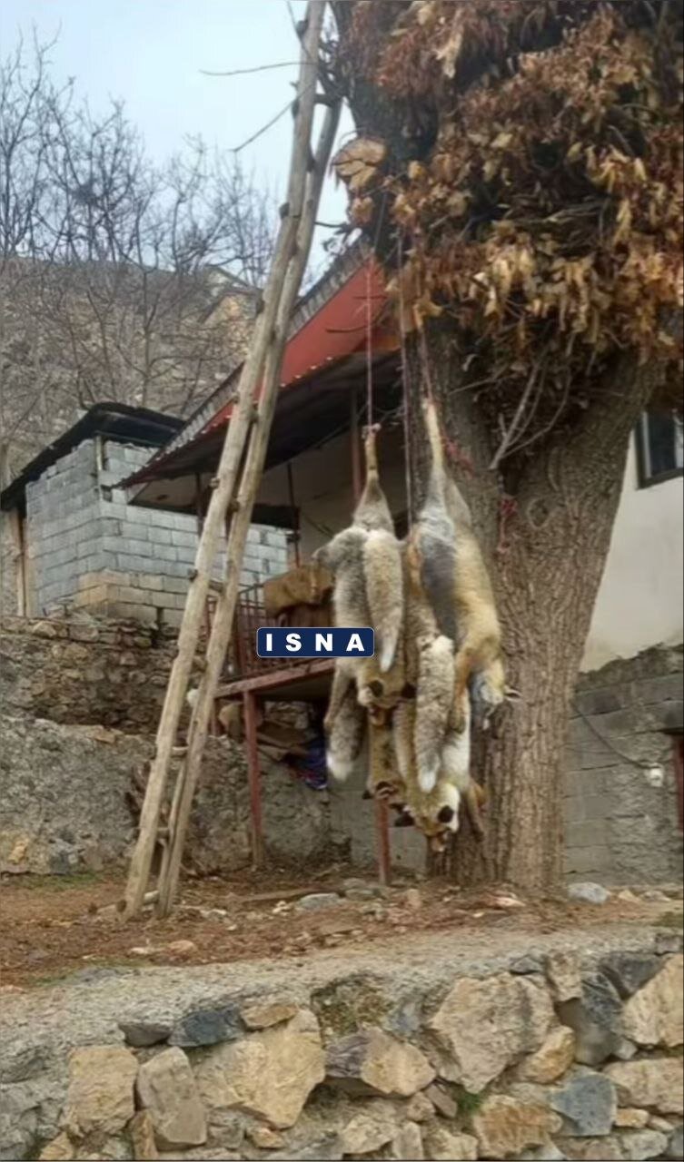 تصویری تلخ از حلقآویز کردن ۴ روباه در مرزنآباد/ واکنش فوری یک مقام قضایی 1 تصویری تلخ از حلقآویز کردن ۴ روباه در مرزنآباد/ واکنش فوری یک مقام قضایی