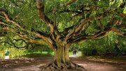 زیباترین درخت‌های اروپا / از راش ۲۰۰ ساله لهستان تا زیتون چند هزار ساله ایتالیا