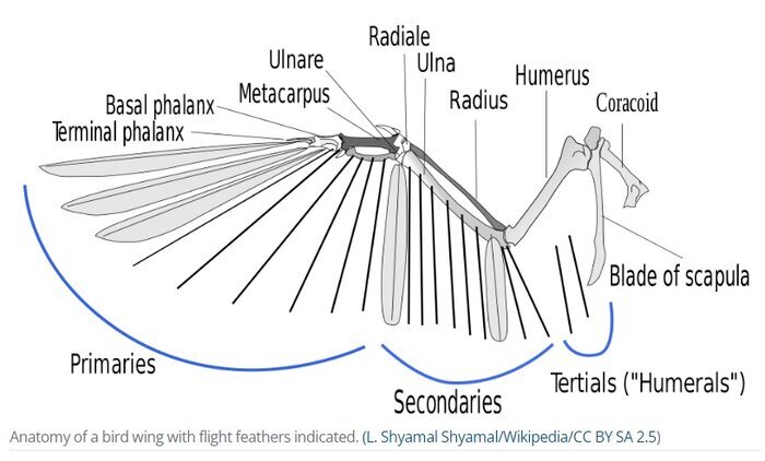 کشف راز پرواز پرندگان در یک الگوی باستانی