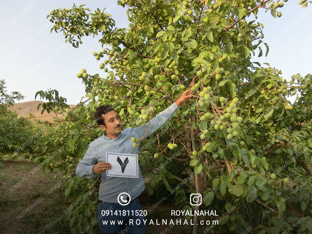 خرید نهال گردو ژنوتیپ 7 اصالت دار از نهالستان رویال نهال