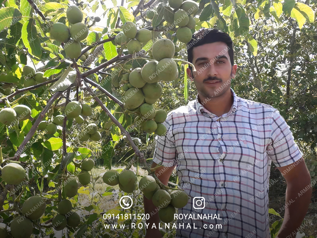 خرید نهال گردو ژنوتیپ 7 اصالت دار از نهالستان رویال نهال