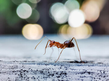 مورچه-دیوانه-4.jpg