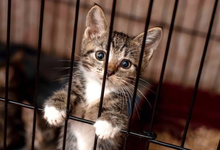 ببینید |‌ فرار از زندان با نقش آفرینی یک گربه!