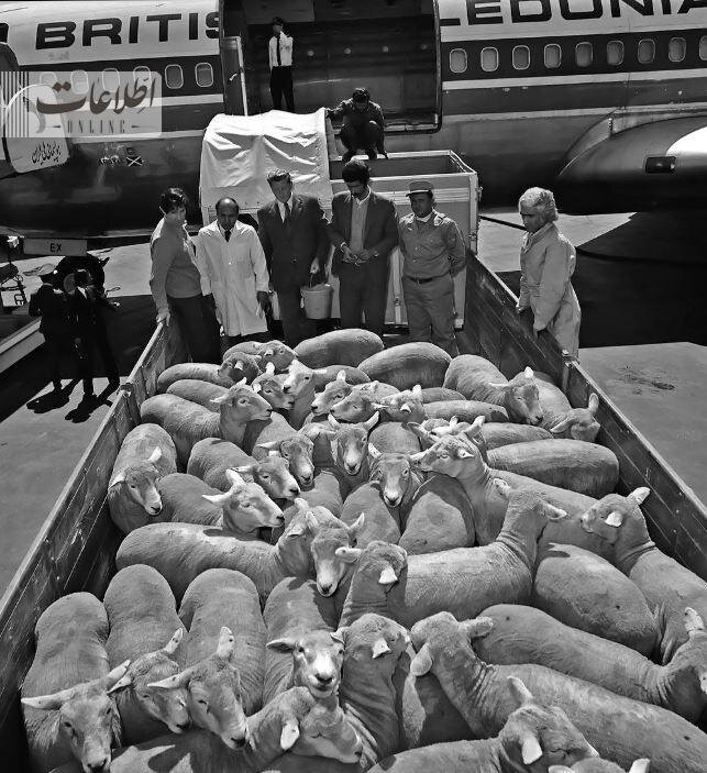 عکس عجیب واردات گوسفند از استرالیا در فرودگاه مهرآباد