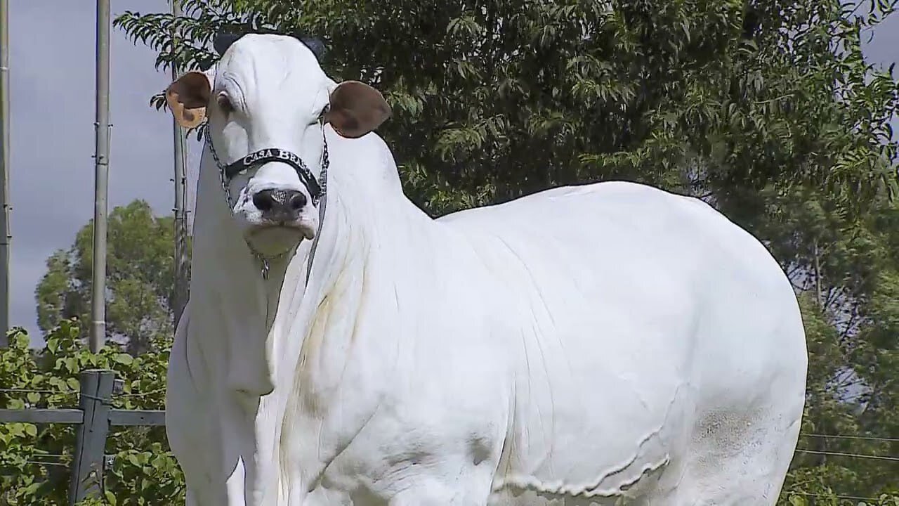 تصاویر | فروش گران‌ترین گاو جهان به قیمت ۲.۶ میلیارد تومان!