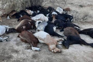 ببینید | مرگ تلخ یک چوپان به همره 100 رأس گوسفند در تریلی