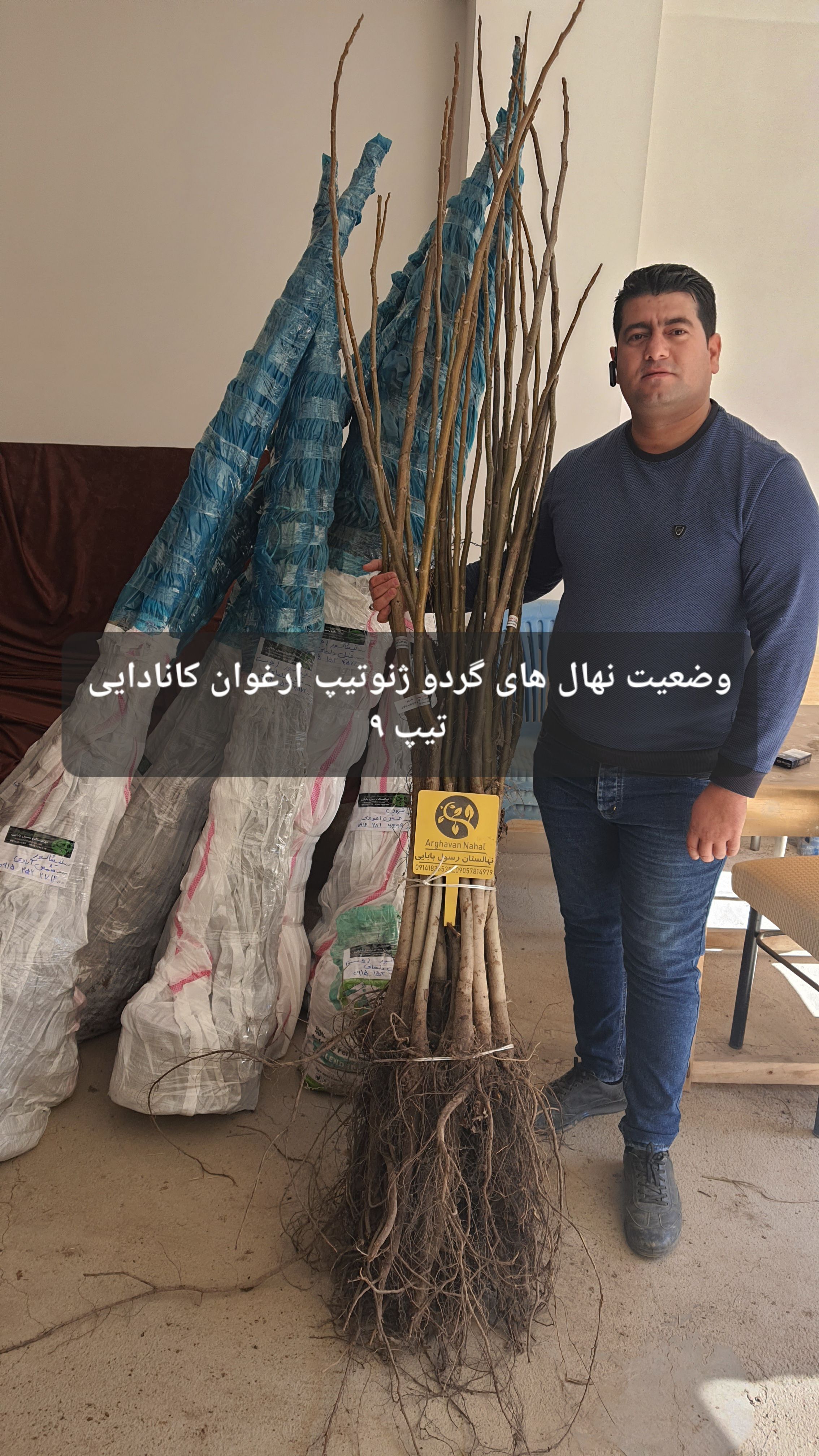 نهال گردو اصلاح شده و تضمینی فقط 35 هزار تومان