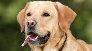 ببینید | تصاویری دلخراش از زمین خوردن یک سگ هنگام فرار از دست پلنگ