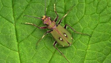 تصاویر |‌ عکسی کمیاب و دیده نشده از سوسک ببری