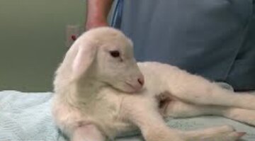 تصاویر برهای که پنج پا دارد