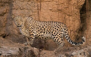 چه بلایی سر شیر و ببر ایرانی آمد؟ 4 پلنگ-ایرانی.jpg