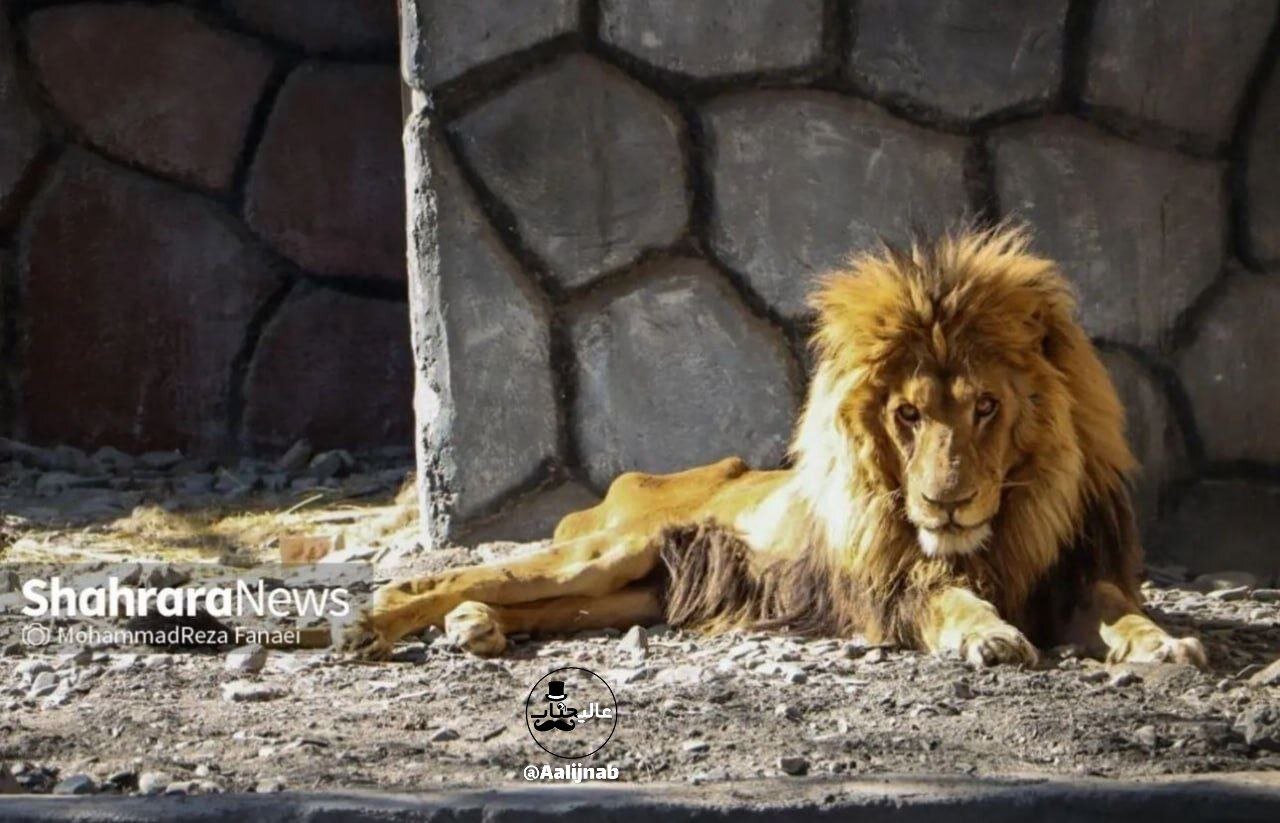 عکس | آخرین تصویر غمانگیر ریشا؛ شیر نر باغ وحش مشهد تلف شد