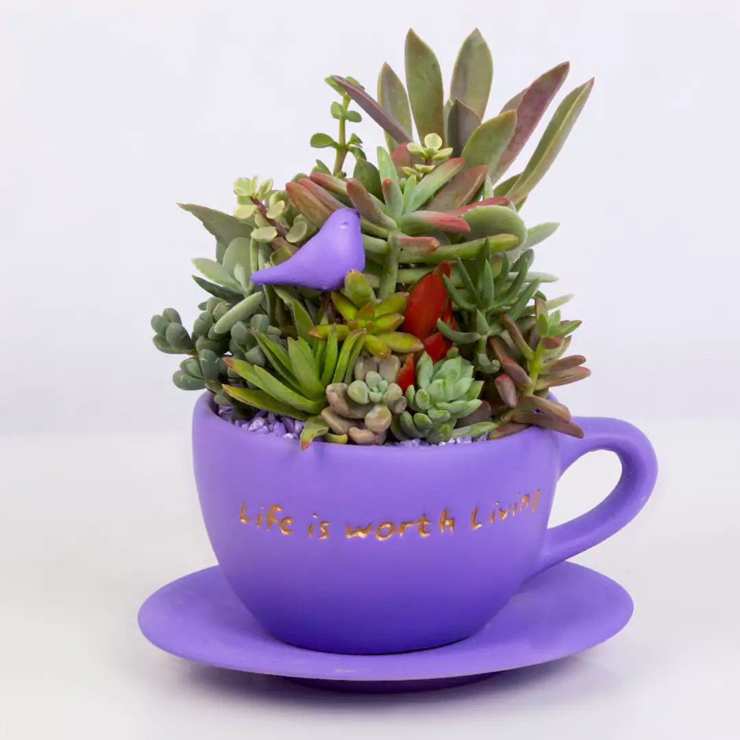 3 ترفند طلایی برای نگهداری گیاهان آپارتمانی