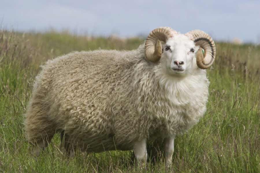 ببینید | انتقام باورنکردنی یک گوسفند از چوپان!