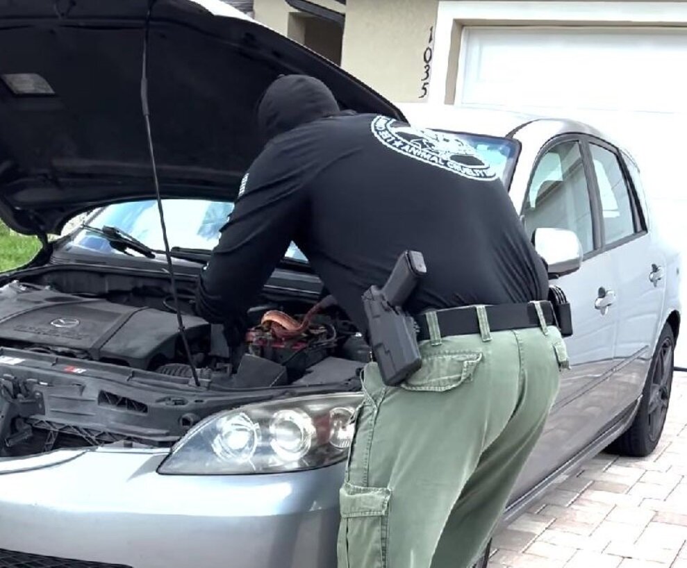 گیر کردن مار ۶ متری زیر کاپوت خودرو/ عکس