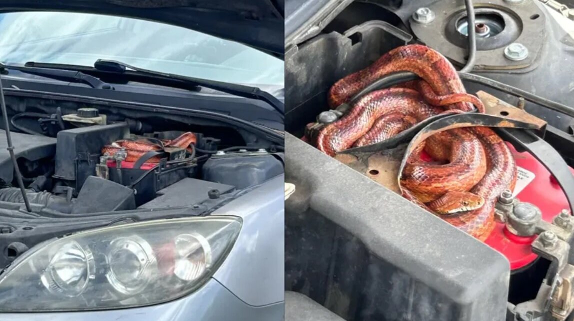 مهمان ناخوانده در زیر کاپوت خودرو