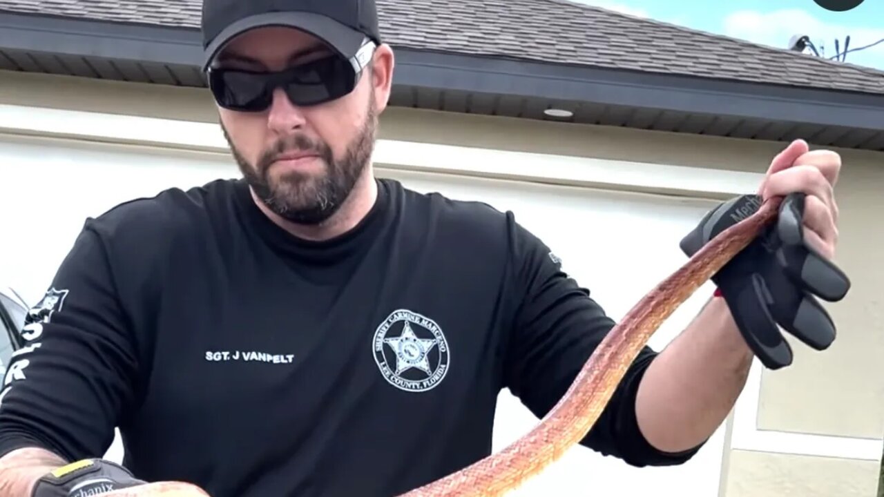 مهمان ناخوانده در زیر کاپوت خودرو