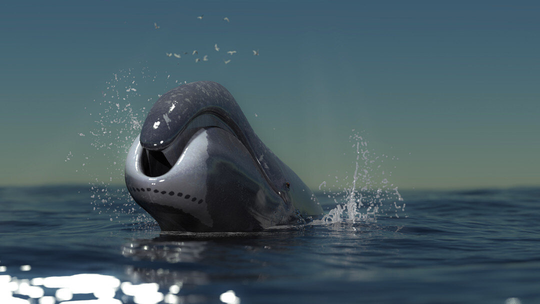 رقابت یک میگو با دو نهنگ!