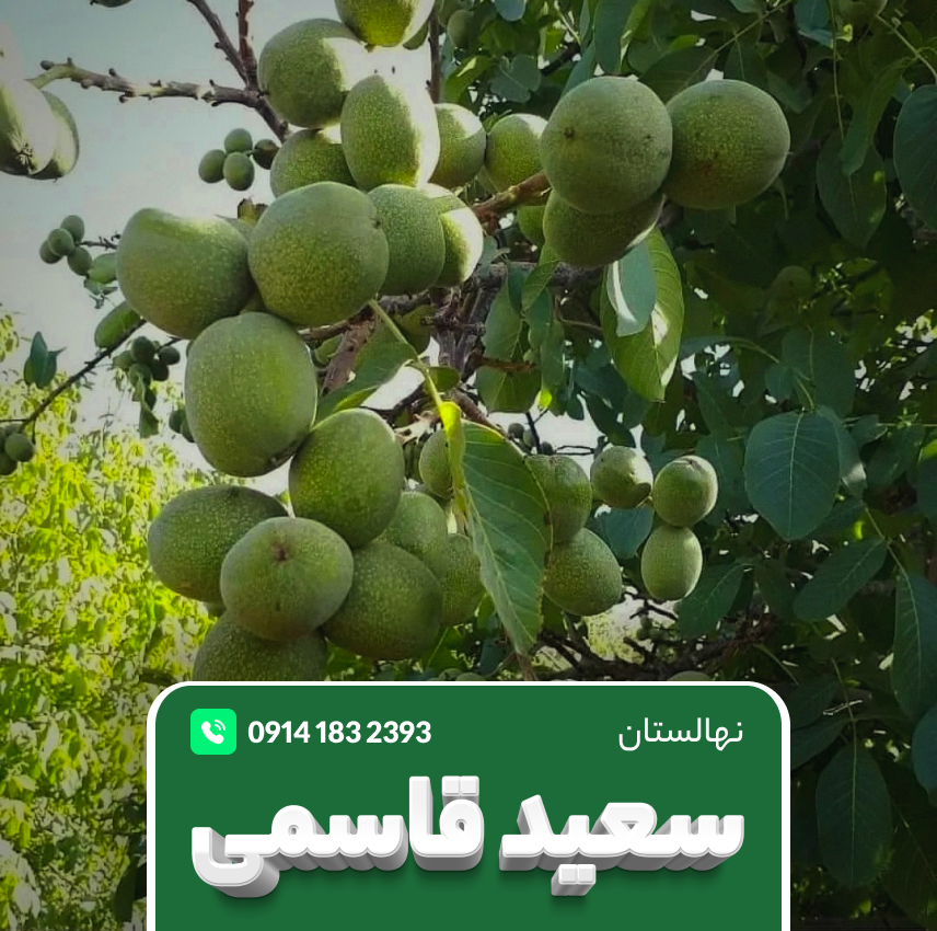 خرید نهال گردو ژنوتیپ پالیز تیپ ۹ اختصاصی نهالستان پالیز