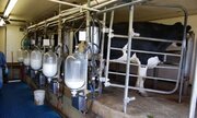 ۸۱۰تن شیر در واحدهای پرورش گاو شیری قزوین تولید شد