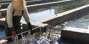 جریمه ۴میلیاردی پرورش‌دهنده ماهی در قزوین