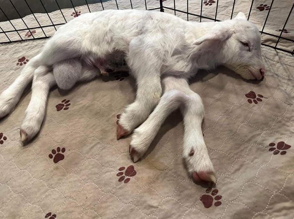 تصاویر برهای که پنج پا دارد