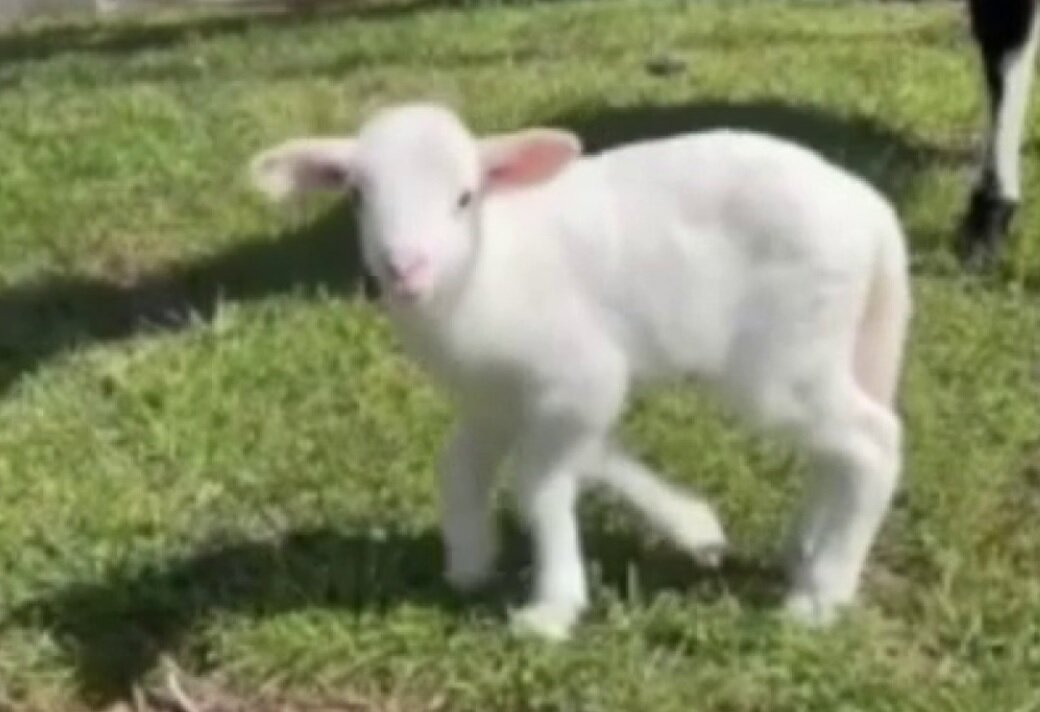 تصاویر برهای که پنج پا دارد