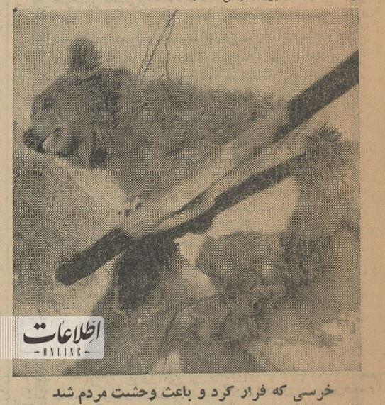 وقتی یک خرس پارک ساعی را بهم ریخت/ عکس