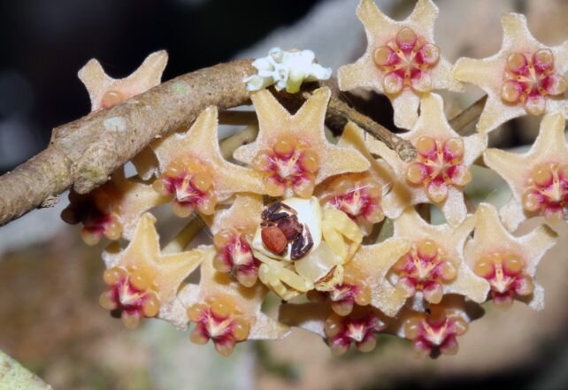 استتار شگفتانگیز دو عنکبوت / گلی که گل نیست 2 استتار شگفتانگیز دو عنکبوت / گلی که گل نیست