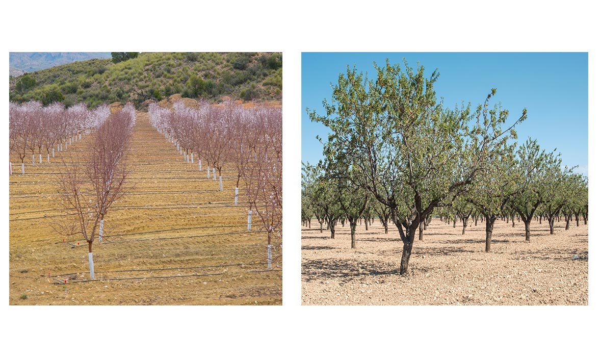 خرید نهال بادام لیبل دار؛ نکات مهم باغداری نوین