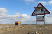 آغاز حصارکشی مسیر تردد یوزپلنگ در شرق استان سمنان