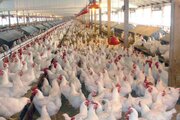 رشد ۲۸درصدی تولید مرغ در قزوین