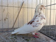 محقق زن ایرانی به راز پشتک زدن کبوترها پی برد/ عکس