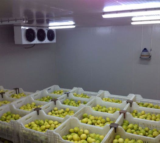 سود سردخانه میوه چقدر است؟ راهنمایی جامع و کامل در خصوص سردخانه صنعتی میوه